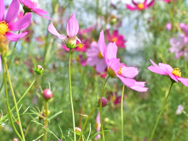 �_�S�̏H��